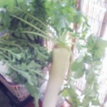20101229093923.jpg