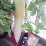 20101229093940.jpg